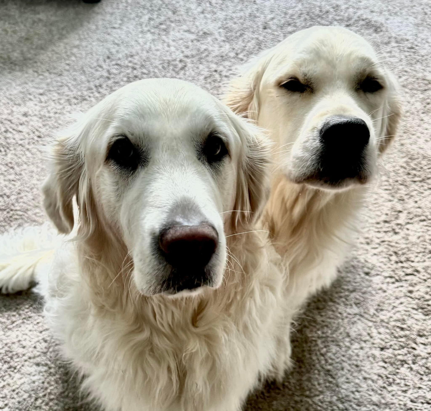 Fluff Bros Pumpkin Apple Crunch Natural Pumpkin Dog Treats
